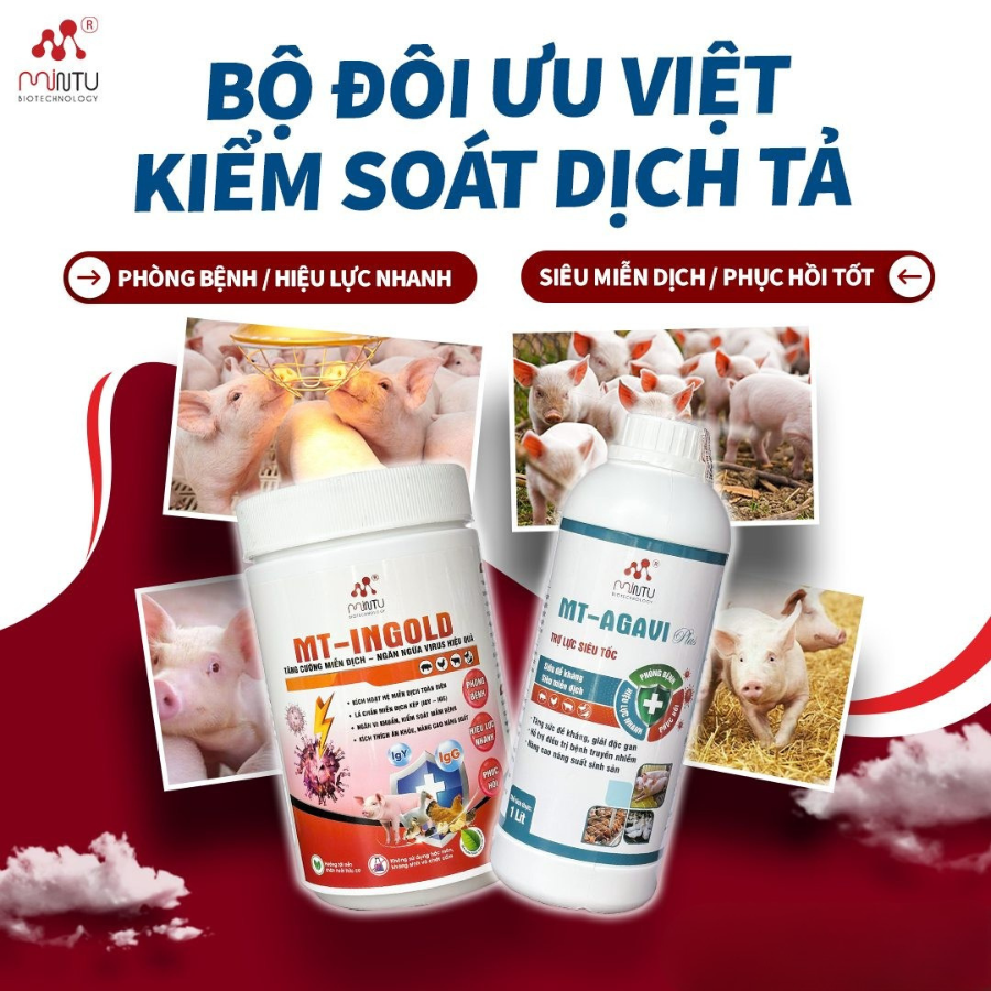 Phòng bệnh dịch tả Châu Phi