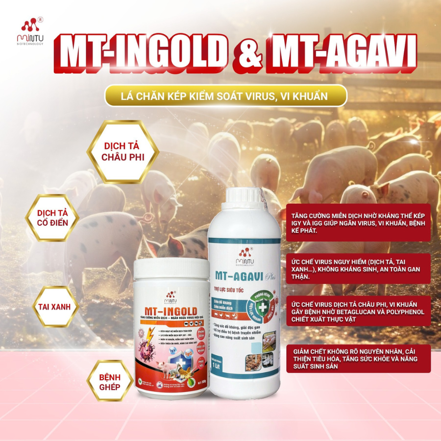 Tăng cường sức đề kháng và hỗ trợ gan thận cho lợn khỏe mạnh, phát triển đồng đều.